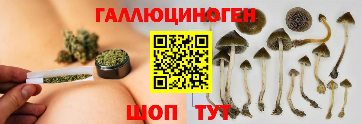 наркотики  Минусинск  Псилоцибиновые грибы Cubensis 